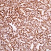 hepatocyte_spec_ag_ep265